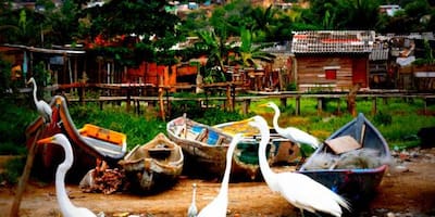 Palomas, garzas y pelícanos, animales fundamentales en Cartagena 