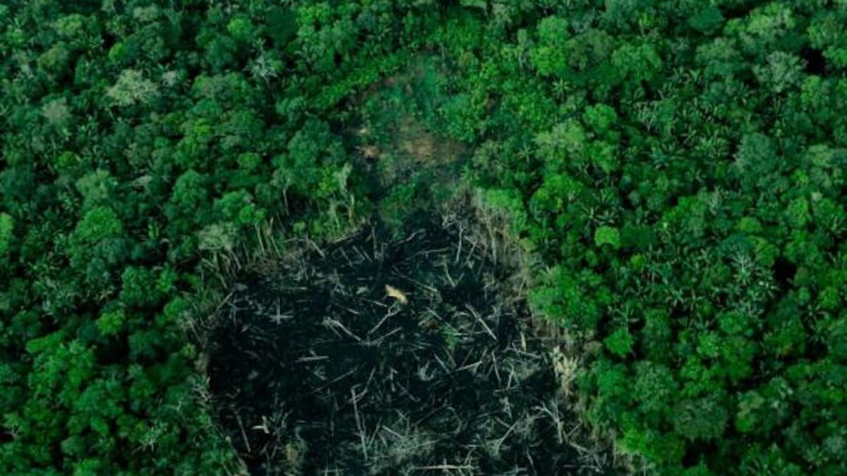 La deforestación que devora el Amazonas. //Foto: Colprensa.