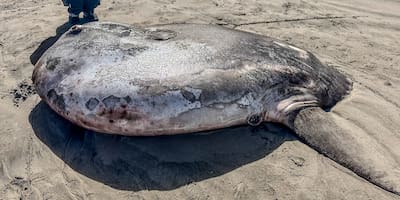 Raro ejemplar de pez luna aparece en la costa de Oregón y asombra al mundo