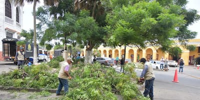 Intervención de árbol riesgoso pone a salvo a turistas que visitan Las Bóvedas