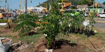 Raíces renovadoras: el papel de los árboles en la mejora de la calidad del agua