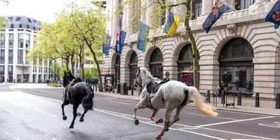 Video: caballos militares se escapan en Londres: hay 4 personas heridas