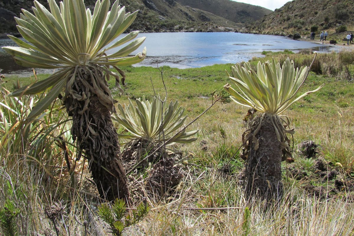 Colombia se salvó de pagar millonario pleito por el Páramo de Santurbán