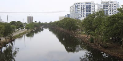 Poda de mangle en el caño Juan Angola, ¿cómo impacta al ecosistema?