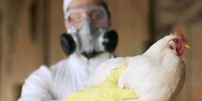 OMS lanza alerta tras la primera muerte humana por gripe aviar