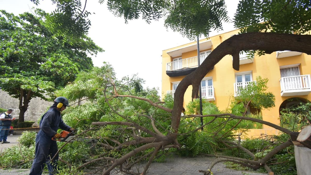 Intervención oportuna de árbol entre EPA Cartagena y Gestión del Riesgo cesa riesgo a turistas que visitan las Bóvedas. //Foto: Cortesía