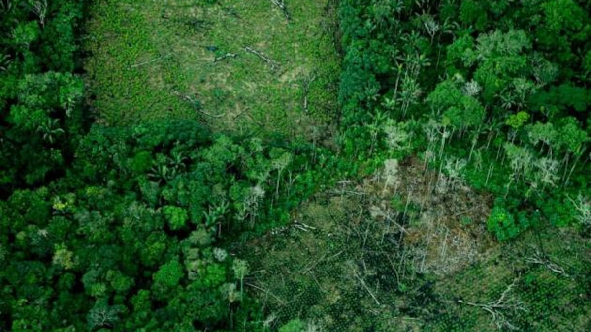 La deforestación que devora el Amazonas. //Foto: Colprensa.