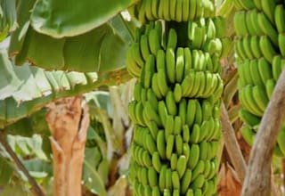 Magdalena exportó 33,7% del total de banano que vendió Colombia al mundo