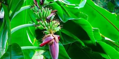 El banano y aguacate buscan sacar la cara por Colombia