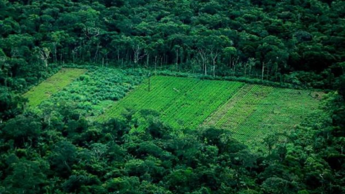 La deforestación que devora el Amazonas. //Foto: Colprensa.