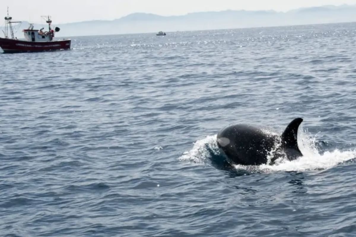 ¡Orcas están atacando barcos! Propuestas de científicos para evitar esto