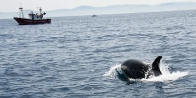 ¡Orcas están atacando barcos! Propuestas de científicos para evitar esto