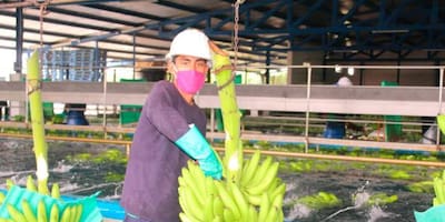 Más banano de la Costa Caribe al exterior 