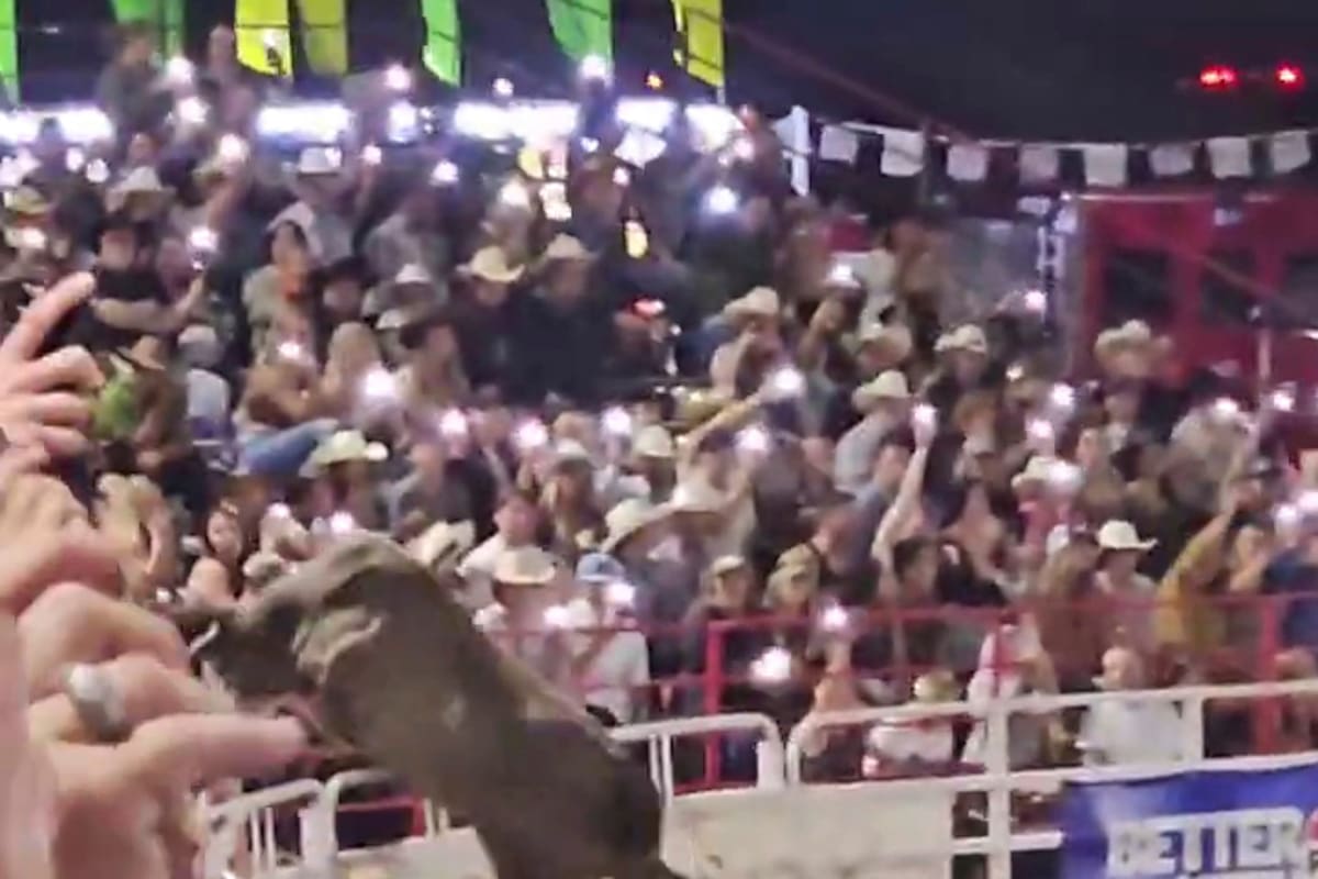 Video: Toro de rodeo salta valla de una arena, tres personas resultan heridas