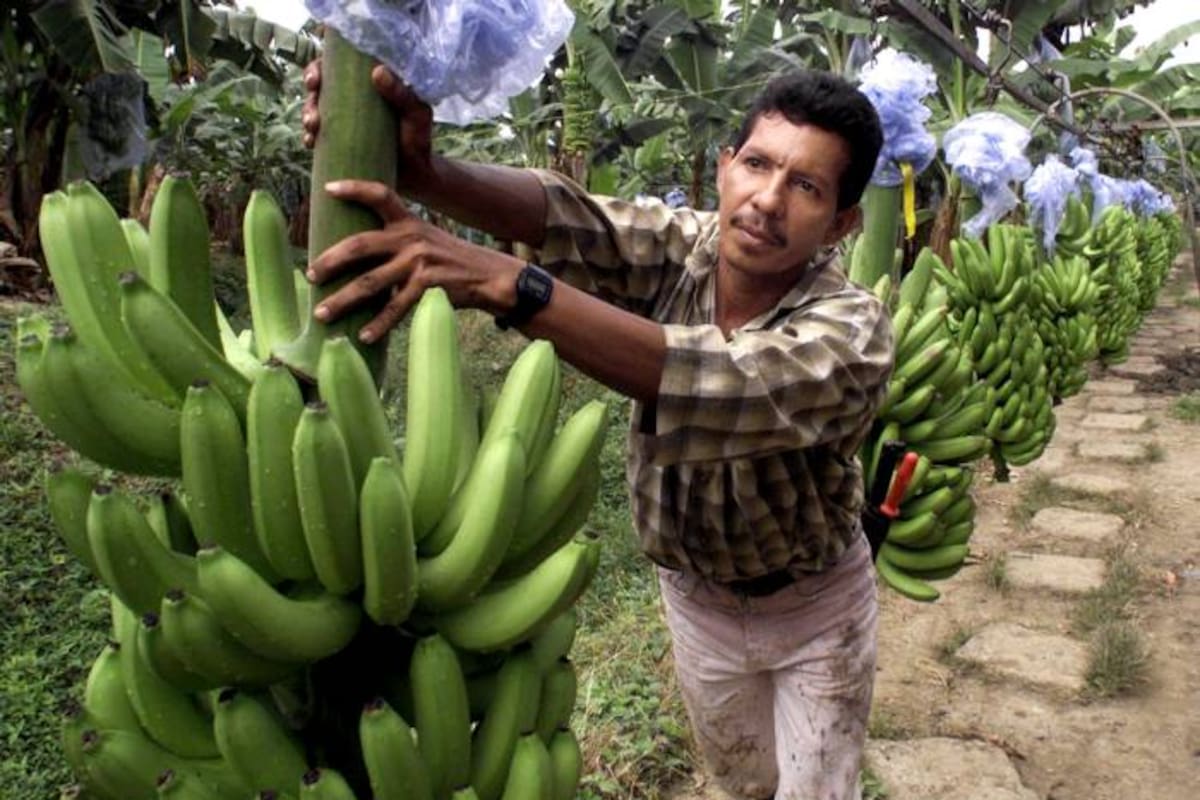 Ordenan investigar a Chiquita Brands por apoyo a paras