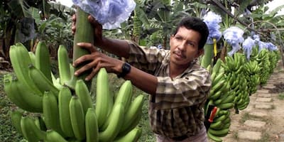 Ordenan investigar a Chiquita Brands por apoyo a paras