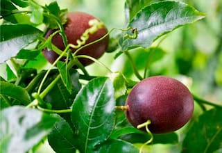 Exportaciones de frutas: los sabores más vendidos de Colombia en el mundo