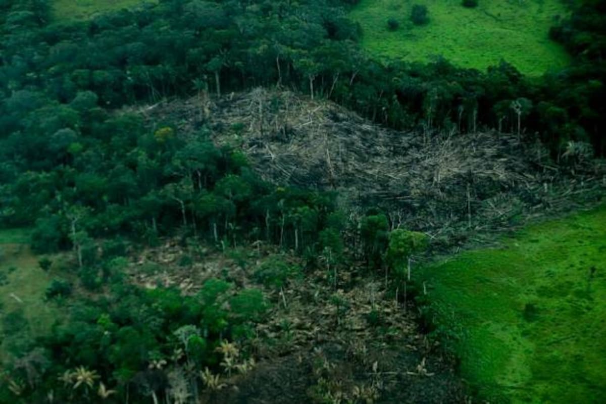 Galería: La selva herida, retratos de la deforestación del Amazonas